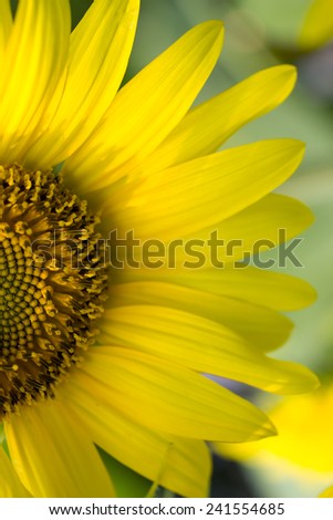 Bright yellow sunflower. Vertical image. Half of sunflower close up. Yellow flower