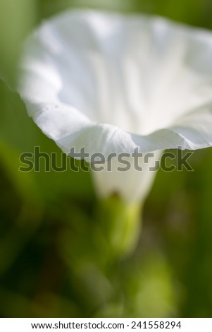 Morning Glory flower in the garden. Blurred Morning Glory flower. Blurred white flower on green foliage background