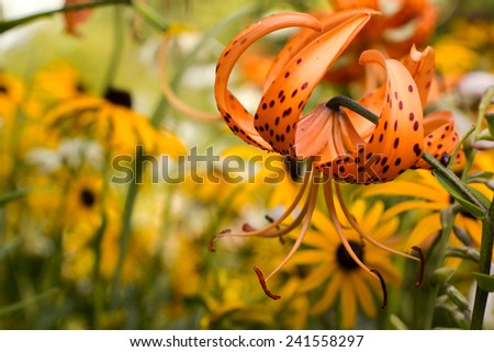 Tiger lily in garden. Lilium lancifolium. Orange tiger lily on yellow flowers background. Orange Lily. Orange flower in the garden.