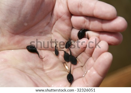 small tadpole