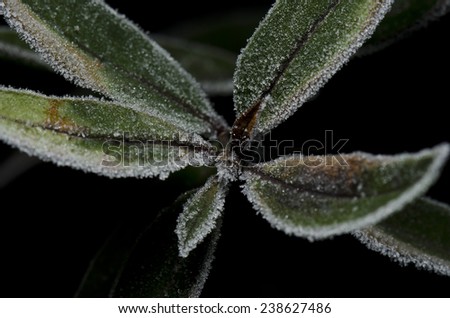 privet frost leaf