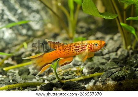 orange fish varied