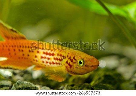 orange fish varied
