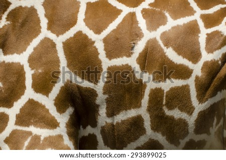 Giraffe fur on the belly side view