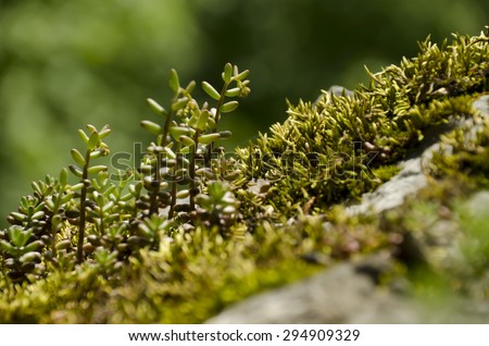 rock plant on a rock with a forest in the background