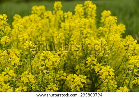 rape flowers and sky in the background