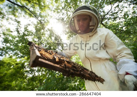 beekeeper with a frame full of bees