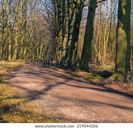 A Beech tree lane in the Horsten, Netherlands.