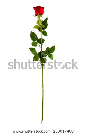 complete long stem rose with leaves