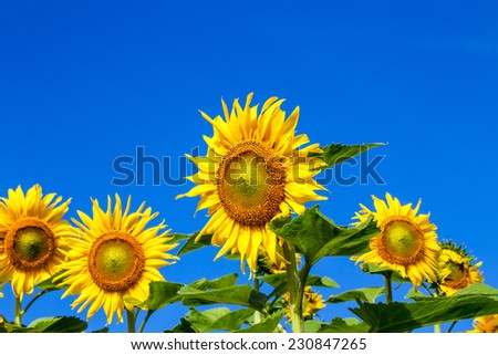 Sunflower in field over blue sky and perfect sunny day.