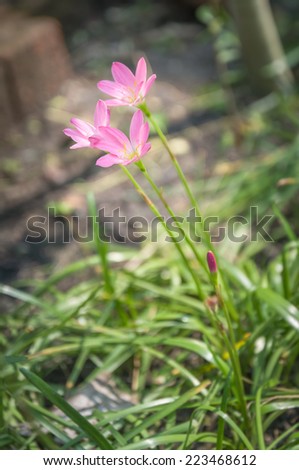 pink flower in my garden