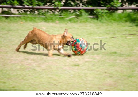 dog playing ball in the grass, panning camera, soft focus and blur