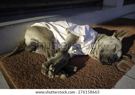 The dog sleep on road , dog in t-shirt