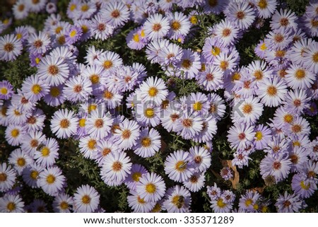 The carpet of purple chrysanthemums