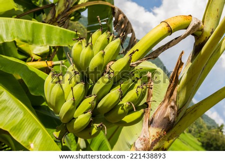 bundle green raw banana on banana tree in sunny day