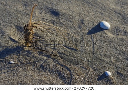 Nature art in the sand