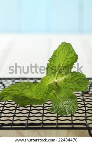 green mint leave on a black rack with blue wooden background.