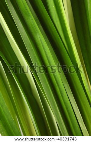 green pandanus leaf, pile together with their long leaves. Close up texture.