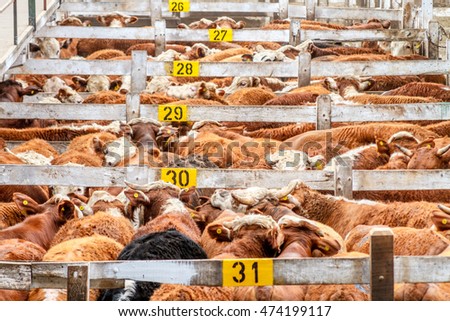 Lots of cattle heaped up in a corral in the Mercado de Liniers, Argentina
