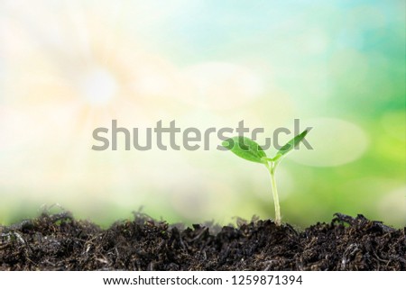 Young Plant Growing on soil In Sunlight.