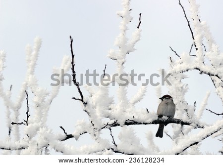 White-throated Sparrow perched on a snow covered tree limb