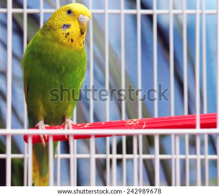 closeup image of the bright parrot in cage