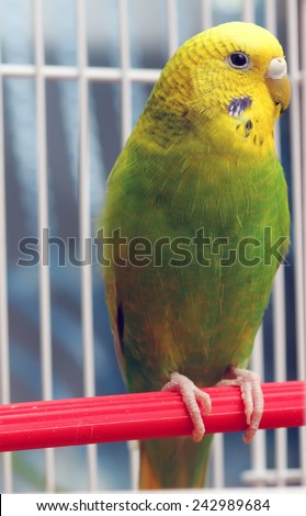 A green wavy parrot sits in a cage