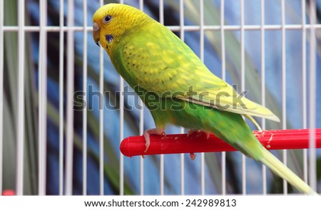 The green parrot in a white cage