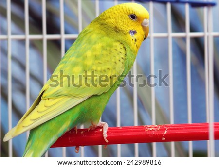 The green parrot in a white cage