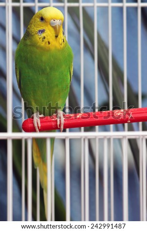 closeup image of the bright parrot in cage