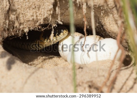 snake eggs in a hole, which protects the mother