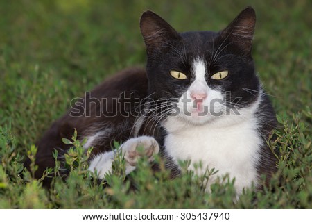 Black white cat hunting and ready to jump out of green grass