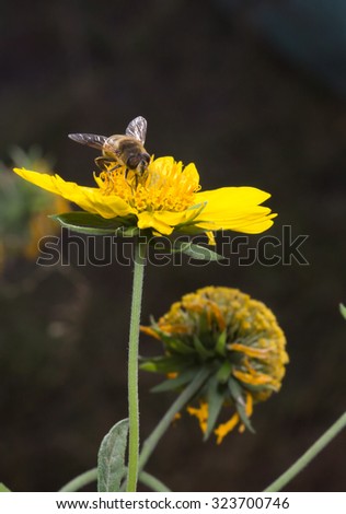 Bee in flower bee amazing,honeybee pollinated of yellow flower