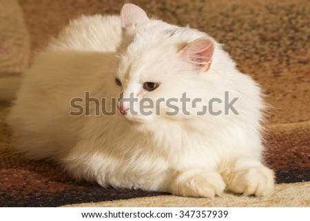 Beautiful funy White Cat  Portrait. Home pets