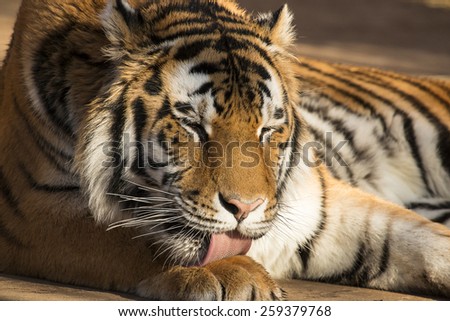 Siberian tiger licking paw and grooming