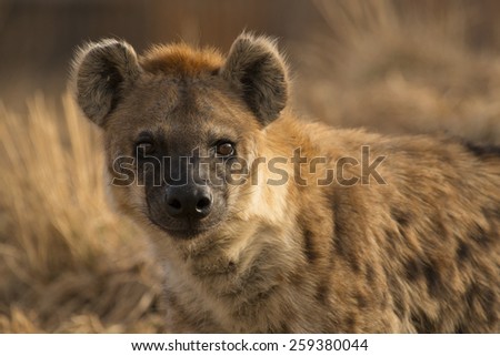 Wild dog in the tall grass hunting
