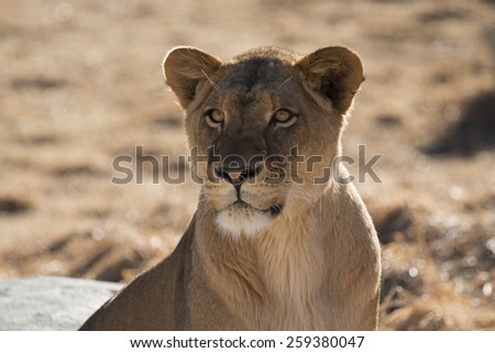 Female lion on high alert hunting in the grass