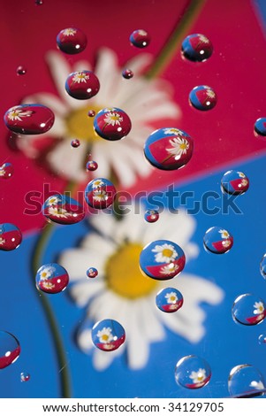 camomiles in drops of water on the glass