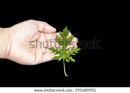 Papaya leaf in hand on black background.