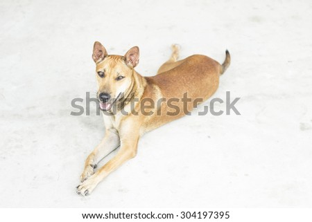photography of brown cute stray dog on day time .,image style blur.