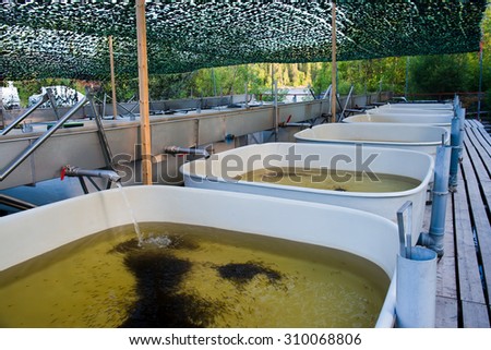 Small fish in a bathtub factory farmed fish