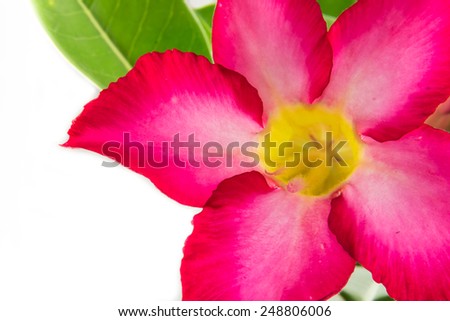 Closeup Pink Desert Rose or Impala Lily.