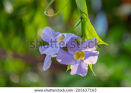 beautiful blue purple soft nice flower of Laurel clock vine, Blu