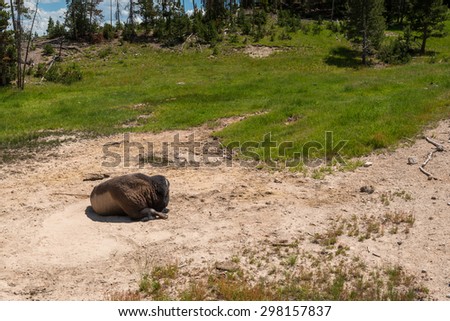 bison sleep  in hot spring area in yellow stone,Wyoming,Usa
