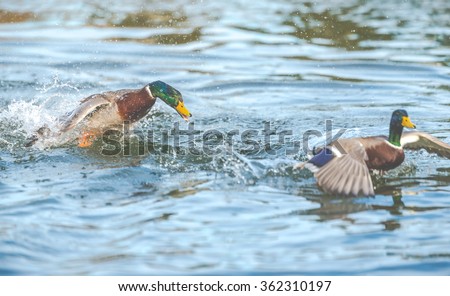 Angry duck,scene of a the ducks hunting and fighting in the lake in the park.