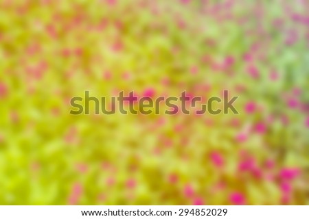 blur bright ,Nature background beauty background