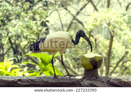The black and white ibis drink a coconut milk / The black and white ibis drink a coconut milk in Kuala Lumpur Bird Park