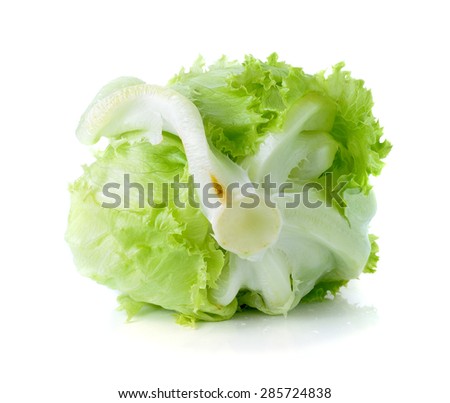 Green iceberg lettuce on white background