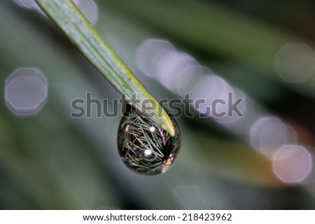 Macro photo of pine needle with raindrop in which is mirroring other needles