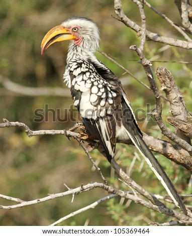 Horn Billed Toucan